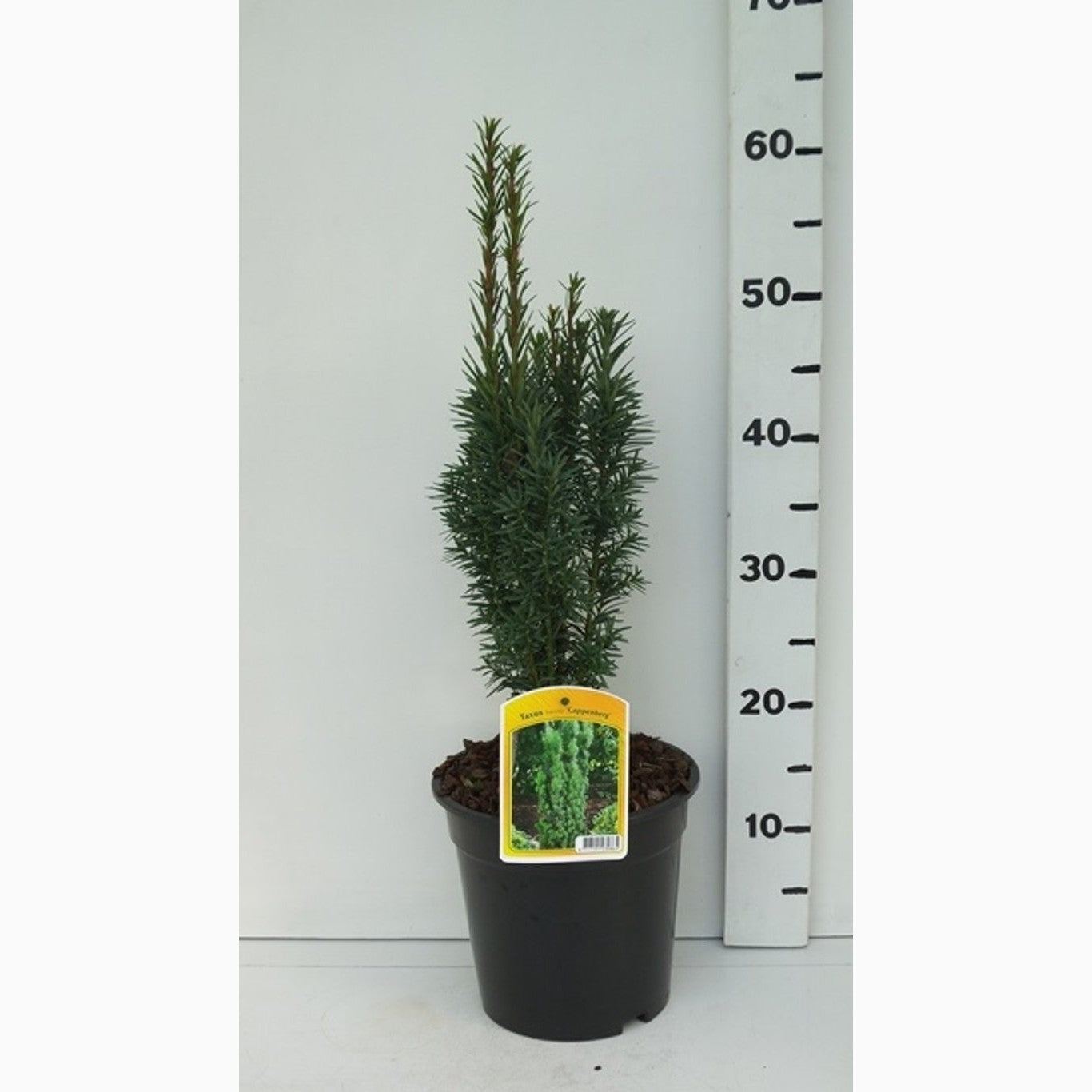 Idegran – Taxus baccata 'Cappenberg' - C3 30-40 CM